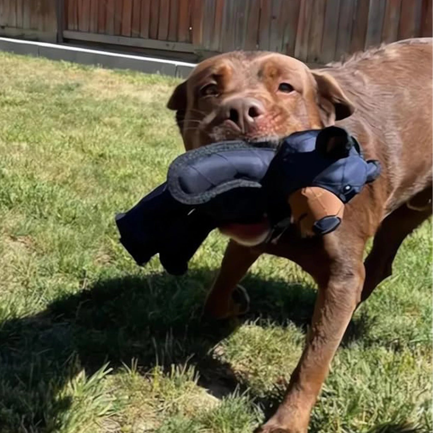 Squeaky Plush Bear Dog Toy Squeaker Chew Toy For Puppies Durable