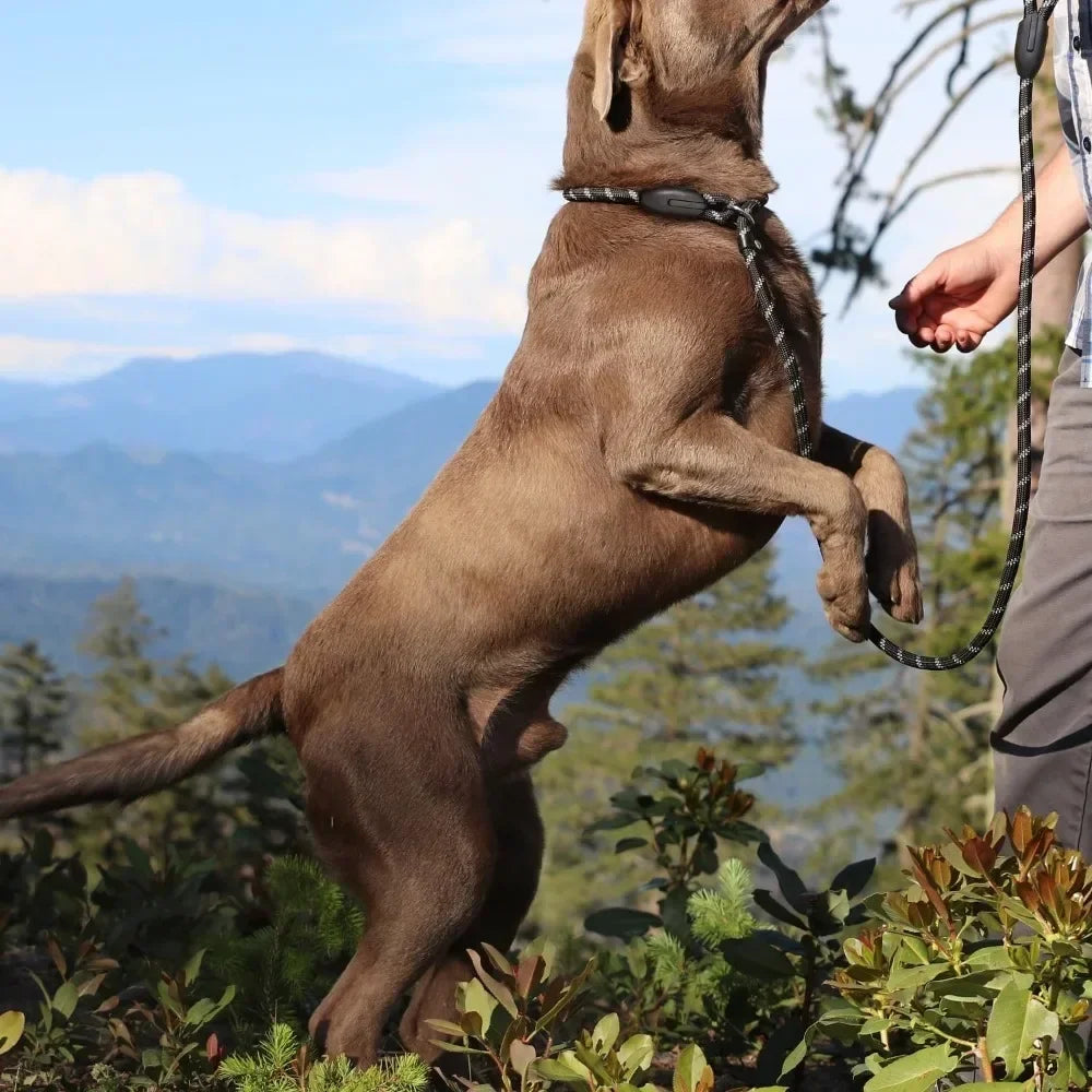 XMSJ Dog Training Slip Leash No Pull Reflective Lead