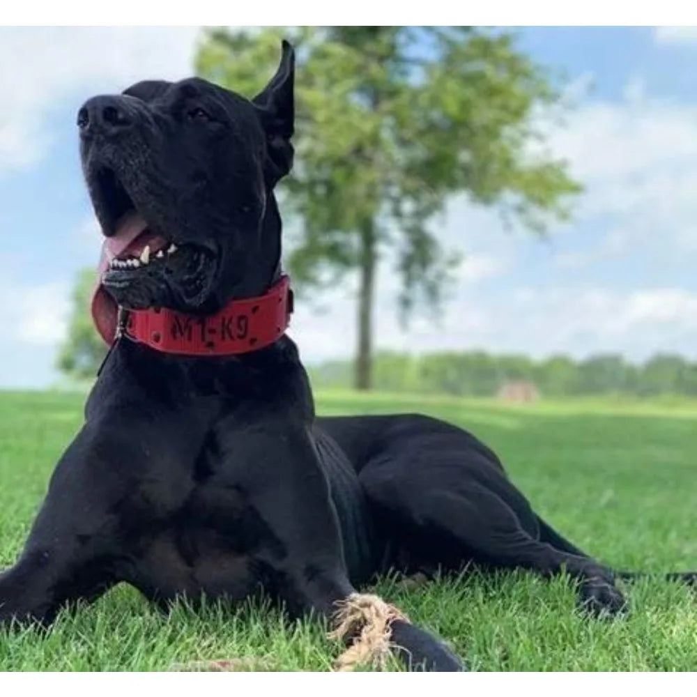 Tactical Dog Collar With Cobra Buckle And Heavy Duty Leash