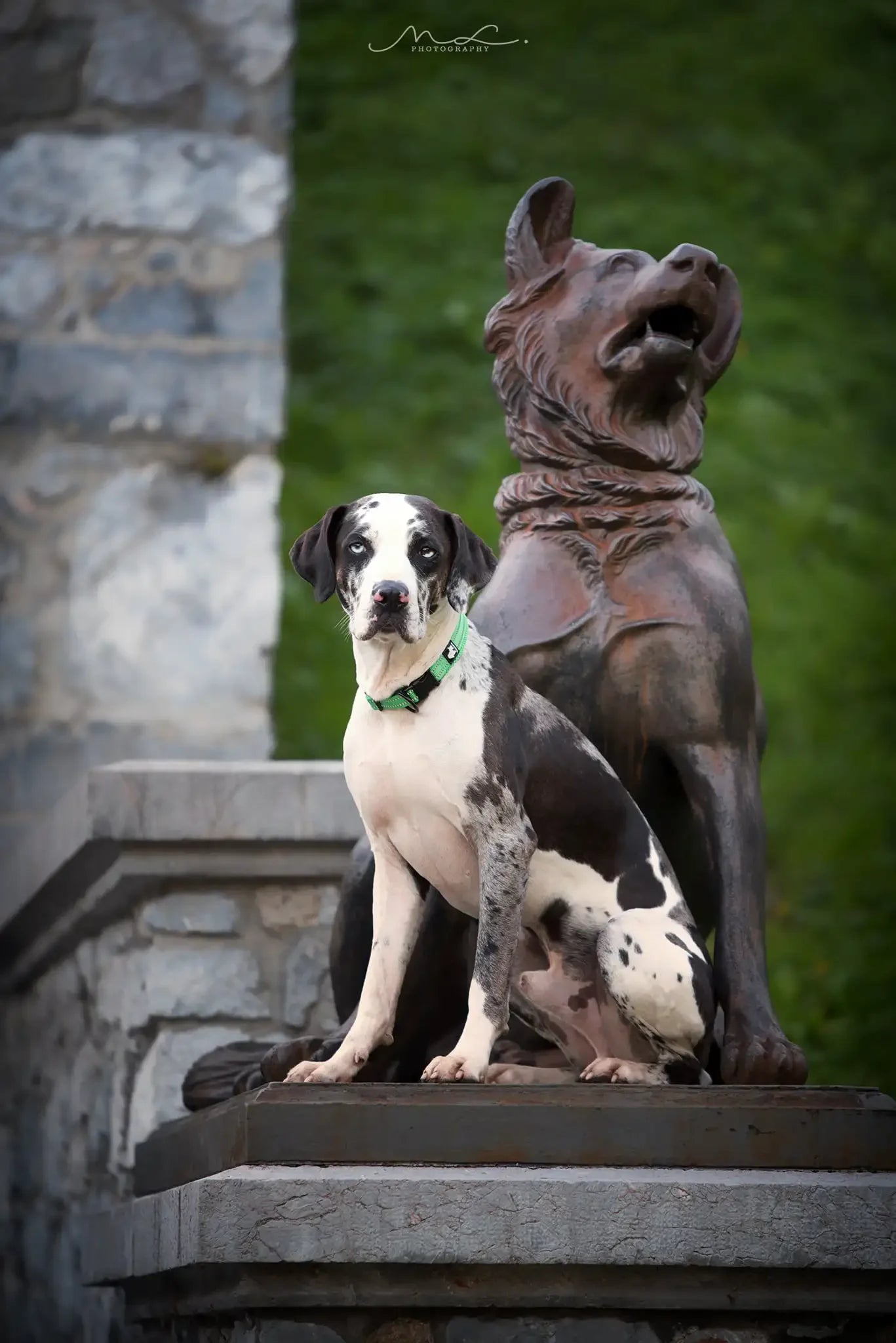 TRUELOVECN Nylon Dog Collar Adjustable Padded Reflective Heavy Duty TLC5011